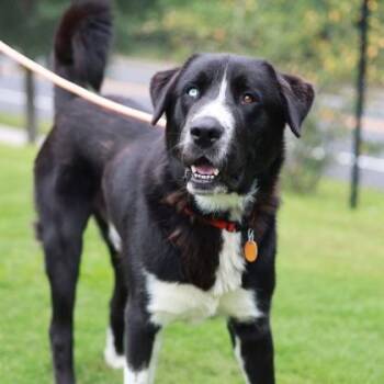 Goldman -  Great Pyrenees and Mixed Breed Dog for Adoption in Atlanta, Georgia - Goldman | PetCurious