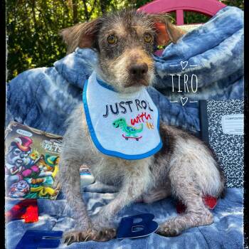 Rescue Chihuahua and Terrier Dogs for Adoption in Sebring, Florida - Tiro | PetCurious