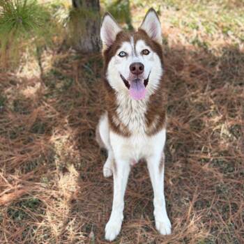 Sancho 26-07-143 -  Siberian Husky Dog for Adoption in Bastrop, Texas - Sancho 26-07-143 | PetCurious