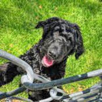 Australian Shepherd Dogs Available for Adoption in Portsmouth, Ohio - Doodle | PetCurious