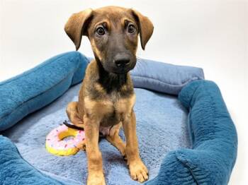 Doberman Pinscher and Mixed Breed Dogs Available for Adoption - JOEY | PetCurious