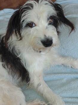 Vivienne -  Parson Russell Terrier Dog for Adoption in Toledo, Ohio - Vivienne | PetCurious