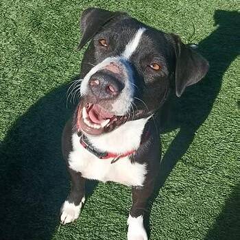 Molly Jane -  Mixed Breed Dog for Adoption in Racine, Wisconsin - Molly Jane | PetCurious