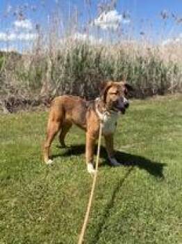 Tex -  Rough Collie Dog for Adoption in Potsdam, New York - Tex | PetCurious