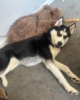 Rescue Siberian Husky Dogs for Adoption in North Haledon, New Jersey - June *Courtesy Post" | PetCurious