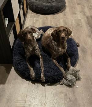 Clark -  German Shorthaired Pointer Dog Available for Adoption in Fayetteville, Arkansas - Clark | PetCurious