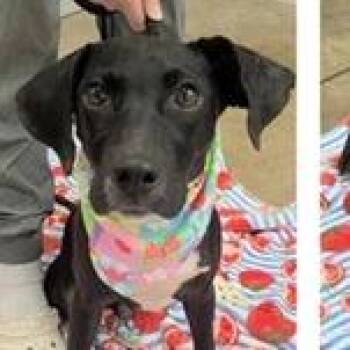 Chip -  Black Labrador Retriever and Hound Dog for Adoption in Clearwater, Florida - Chip | PetCurious
