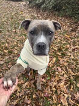 Rosie -  Mixed Breed Dog for Adoption in Atlanta, Georgia - Rosie | PetCurious