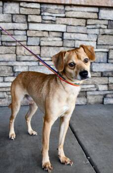 Boss -  Chihuahua and Terrier Dog for Adoption in Yakima, Washington - Boss | PetCurious
