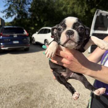 Philadelphia -  Boston Terrier Dog for Adoption in Northbrook, Illinois - Philadelphia | PetCurious