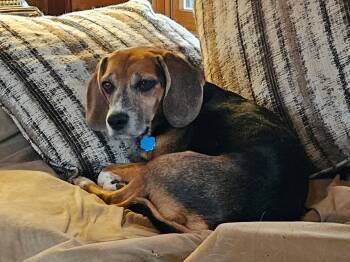 Rescue Beagle Dogs for Adoption in Hammond, Indiana - Boscoe | PetCurious