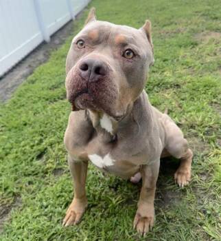 BARNEY -  Mixed Breed Dog for Adoption in Palmetto, Florida - BARNEY | PetCurious
