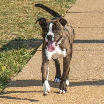 ORION -  Boxer and Pit Bull Terrier Dog for Adoption in St. Louis, Missouri - ORION | PetCurious