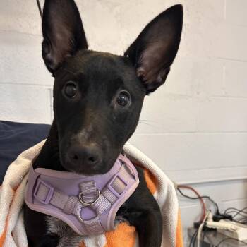 Terrier and Shepherd Dogs Available for Adoption in Hattiesburg, Mississippi - Luna | PetCurious