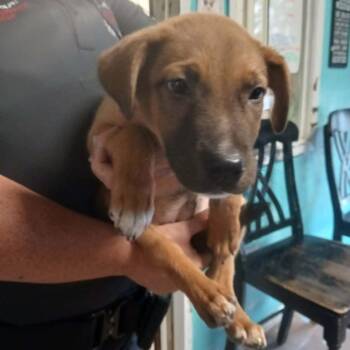 Frogger -  Shepherd and Mixed Breed Dog for Adoption in Stephenville, Texas - Frogger | PetCurious