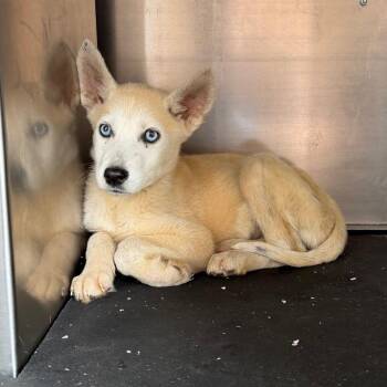 Jalisa -  Husky Dog for Adoption in Birmingham, Alabama - Jalisa | PetCurious