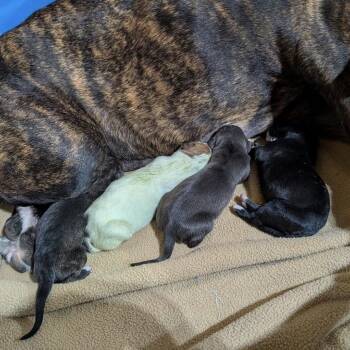 Miracle -  Mixed Breed Dog for Adoption in Dekalb, Illinois - Miracle | PetCurious