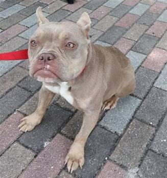 French Bulldog and American Staffordshire Terrier Dogs Available for Adoption in Fort Lauderdale, Florida - ADORABLE | PetCurious