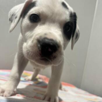 Terrier Dogs Available for Adoption in Tampa, Florida - Sammy | PetCurious