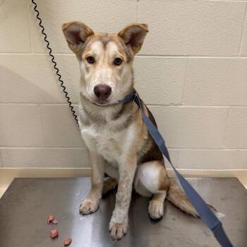 Mixed Breed Dogs Available for Adoption - Beef Jerky | PetCurious