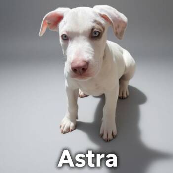 Astra -  Australian Shepherd and American Staffordshire Terrier Dog for Adoption in Phoenix, Arizona - Astra | PetCurious