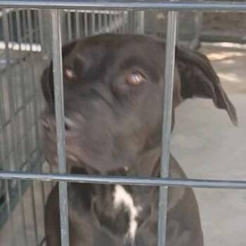Jenny -  Black Labrador Retriever and Mixed Breed Dog for Adoption in Valley, Alabama - Jenny | PetCurious