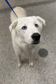Anchorage -  Great Pyrenees and Siberian Husky Dog for Adoption in Kansas City, Missouri - Anchorage | PetCurious