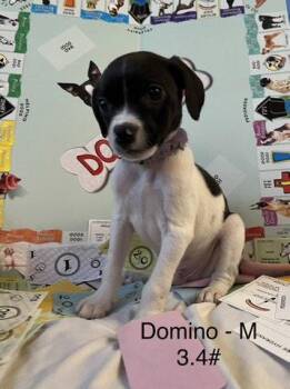 Domino -  Terrier Dog for Adoption in Hillside, Illinois - Domino | PetCurious