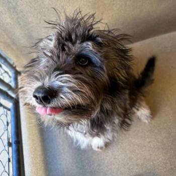 Rescue Schnauzer Dogs for Adoption in New York, New York - Anita | PetCurious