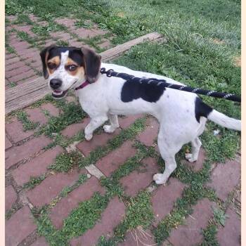 Beagle and Mixed Breed Dogs Available for Adoption in Normal, Illinois - Mitzi | PetCurious