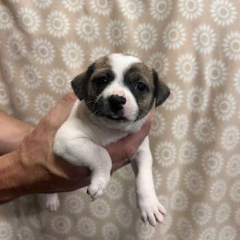 Jack Russell Terrier Dogs Available for Adoption in Lodi, California - Alice | PetCurious