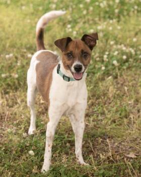 Jack Russell Terrier and Basenji Dogs Available for Adoption in Southaven, Mississippi - TWIGGY | PetCurious