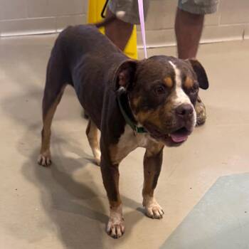 Ricky -  Mixed Breed Dog for Adoption in Winston-salem, North Carolina - Ricky | PetCurious