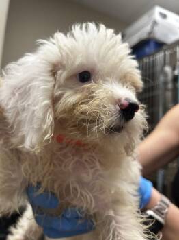 Bernese Mountain Dog and Poodle Dogs Available for Adoption in Valrico, Florida - Elsie | PetCurious