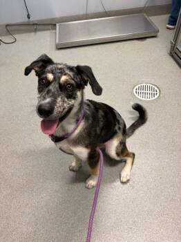 Heathcliff -  Catahoula Leopard Dog and Australian Shepherd Dog for Adoption in Bloomington, Indiana - Heathcliff | PetCurious