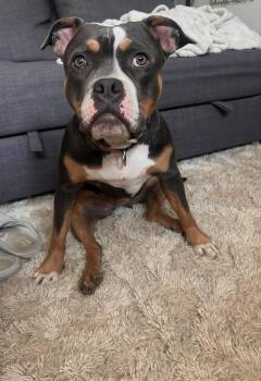 Mixed Breed Dogs Available for Adoption in Vassalboro, Maine - Lake | PetCurious