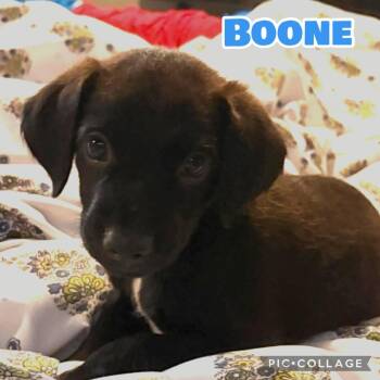 Boone -  Labrador Retriever Dog for Adoption in Ringwood, New Jersey - Boone | PetCurious