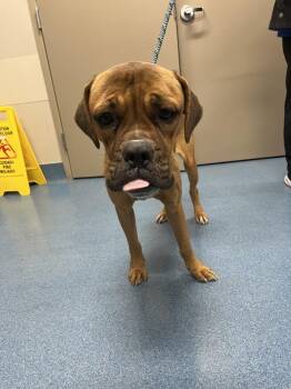 Boxer Dogs Available for Adoption - Bethia | PetCurious