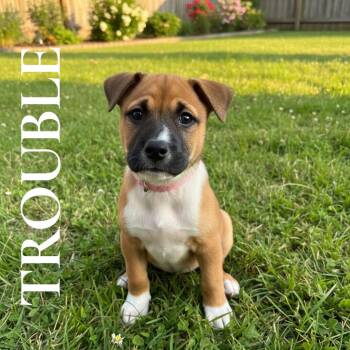 Trouble- Pink -  Mixed Breed Dog for Adoption in Charlotte, Michigan - Trouble- Pink | PetCurious