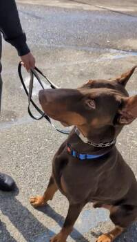 Doberman Pinscher Dogs Available for Adoption - Sky | PetCurious