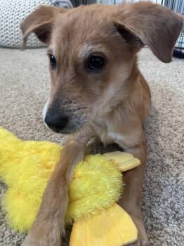 German Shepherd Dog Dogs Available for Adoption in Denver, Colorado - Presley #3 | PetCurious