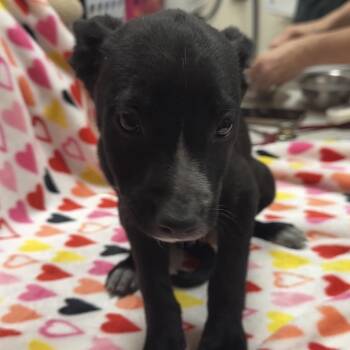 Chelly -  Cattle Dog and Mixed Breed Dog for Adoption in Las Vegas, Nevada - Chelly | PetCurious