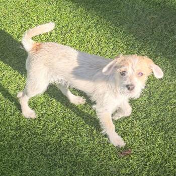 Blythe -  Chihuahua and Terrier Dog for Adoption in Las Vegas, Nevada - Blythe | PetCurious