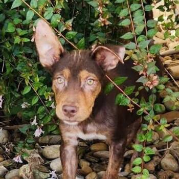 Shepherd and Mixed Breed Dogs Available for Adoption in Austin, Texas - Cyn FJ | PetCurious