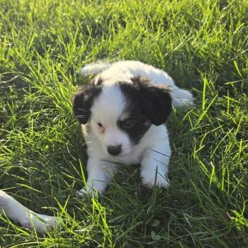 Tatum -  Chihuahua and Mixed Breed Dog for Adoption in Alma, Wisconsin - Tatum | PetCurious
