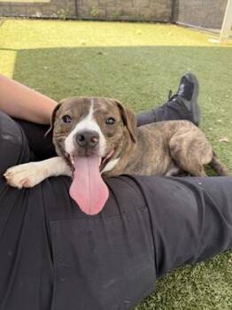 American Staffordshire Terrier and Mixed Breed Dogs Available for Adoption in Daphne, Alabama - Edgar | PetCurious