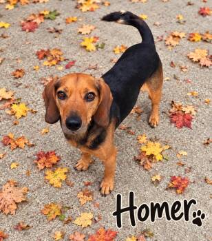 Homer -  Beagle Dog for Adoption in Momence, Illinois - Homer | PetCurious