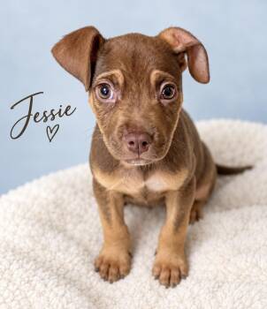 Jessie -  Labrador Retriever Dog for Adoption in Baton Rouge, Louisiana - Jessie | PetCurious