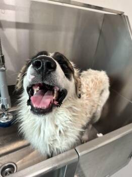 Great Pyrenees and Bernese Mountain Dog Dogs Available for Adoption - Ollie | PetCurious