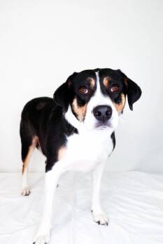 Terrier Dogs Available for Adoption in Bixby, Oklahoma - Holland | PetCurious